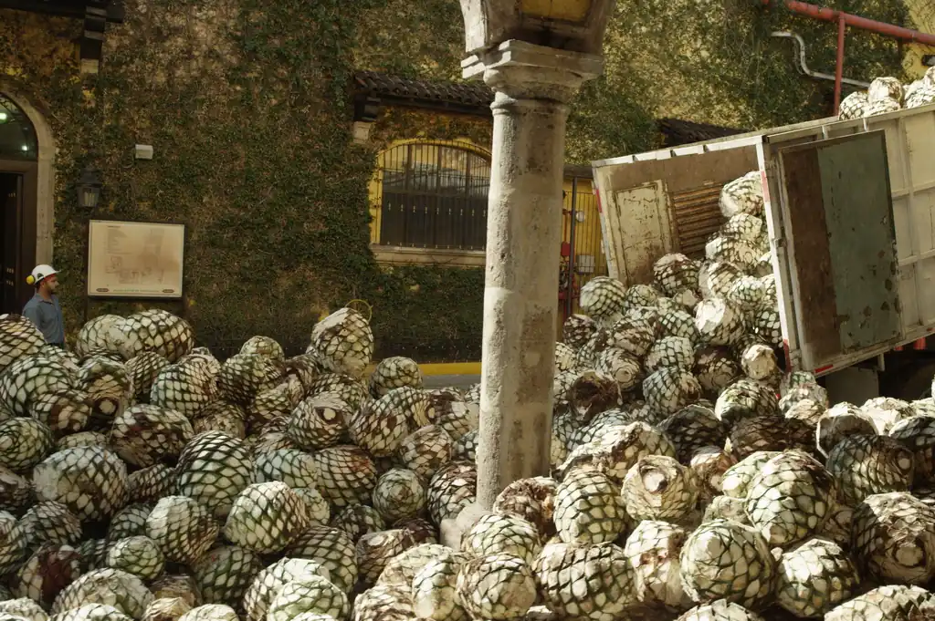 Биопластик для автомобилей будут делать из отходов производства текилы