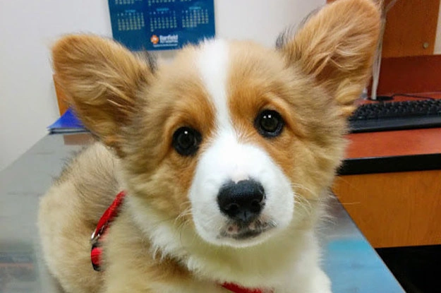 беспилотные автомобили не пощадят животных?