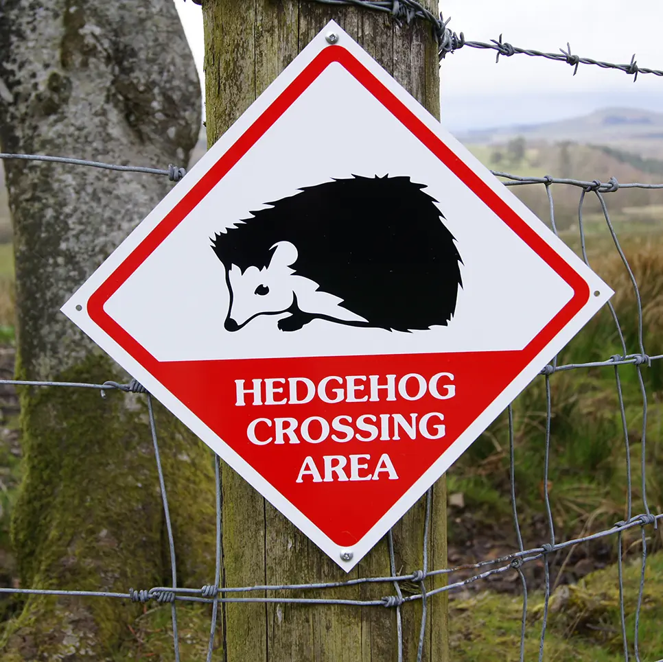 знак ежик на дороге
