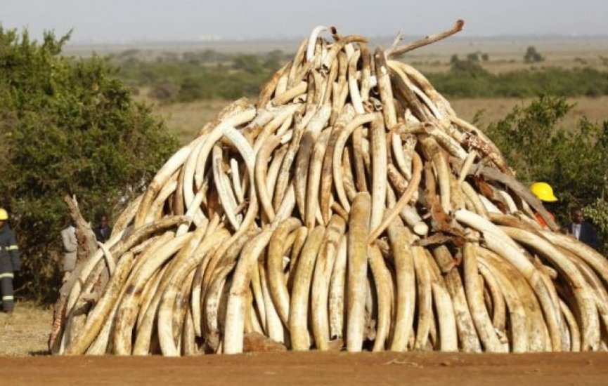 750-pieces-of-ivory-smugglled-from-south-sudan