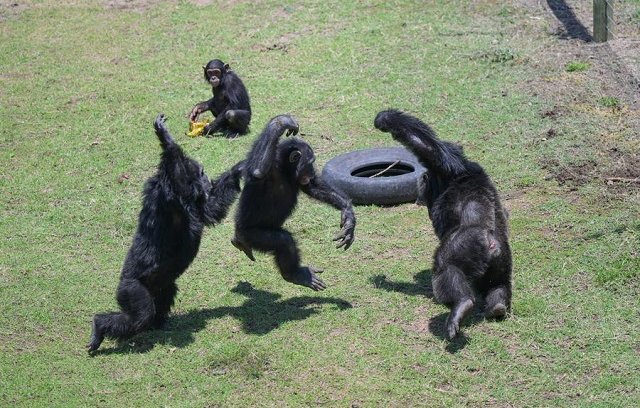 Chimpanzees-are-pictured-in-the-Ol-Pejeta-Chimpanzee-Sanctuary
