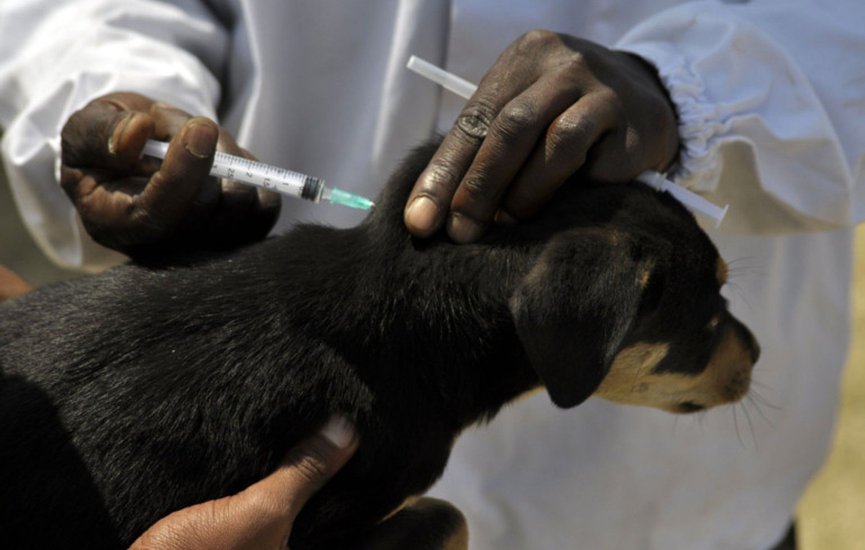 Dog injection