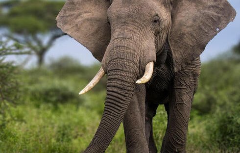 Elephant