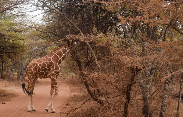 Giraffe-plucking-leaves