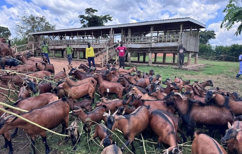 Kasolwe-brown-goat-breed