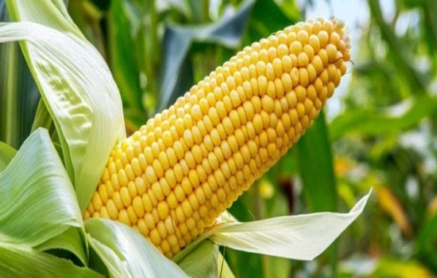 Maize-k