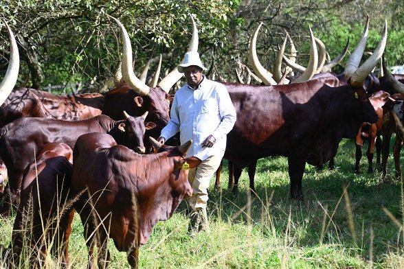 President-Museveni-his-cattle