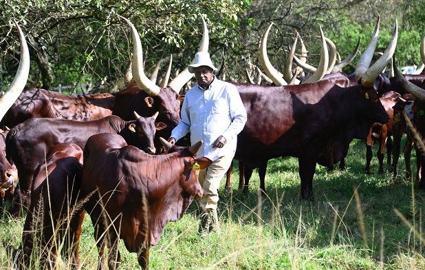 President-Museveni-his-cattle