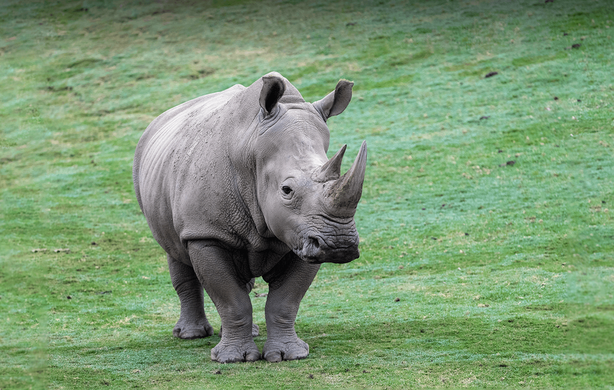 animals_hero_white_rhino_0