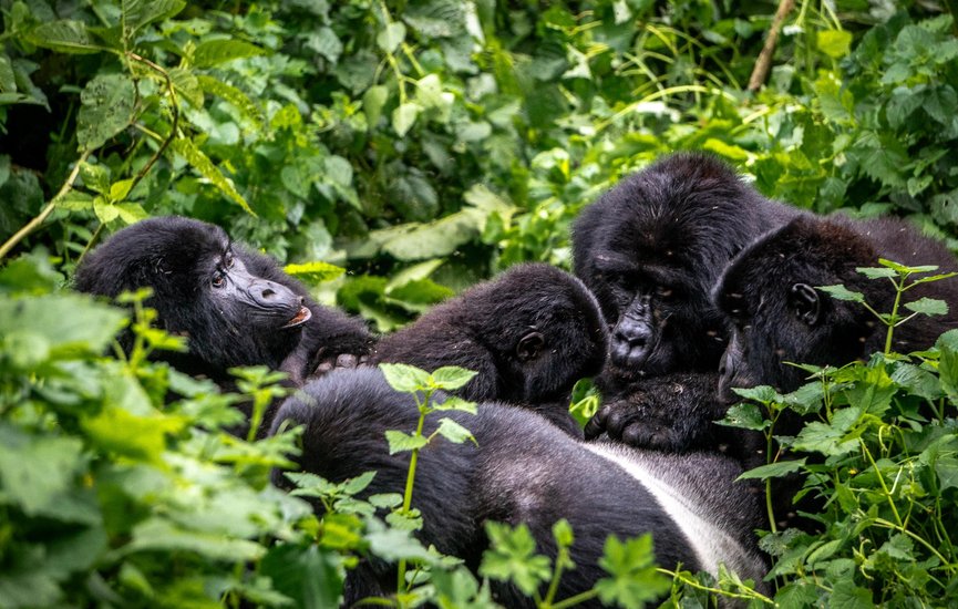 bwindi-impenetrable-national-park-gorilla-family