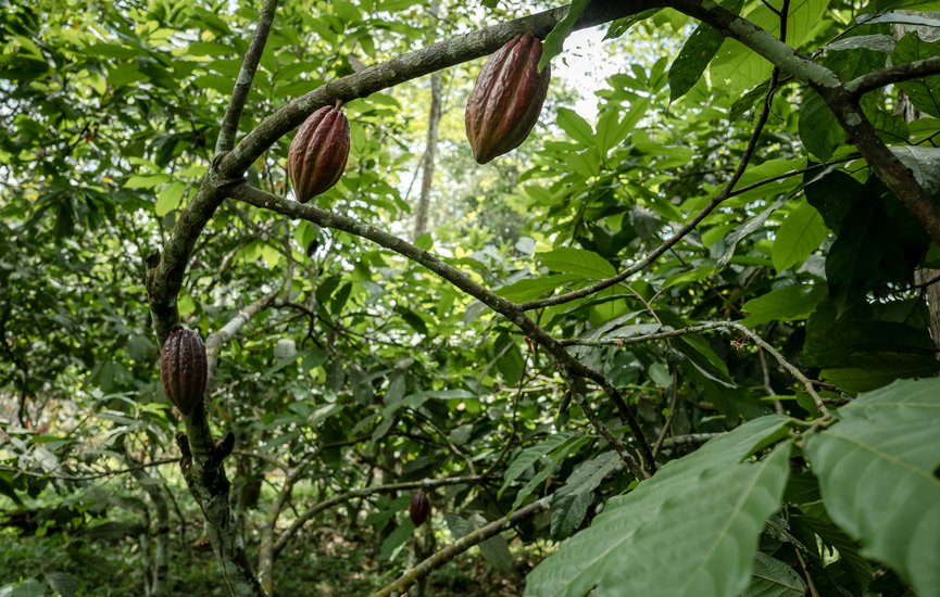 cocoa