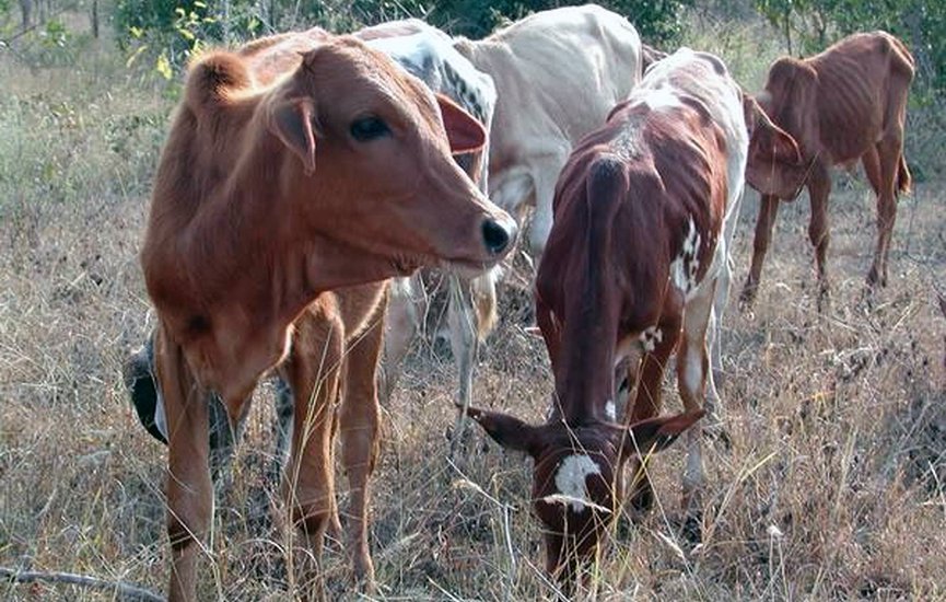 cow-morocco-1