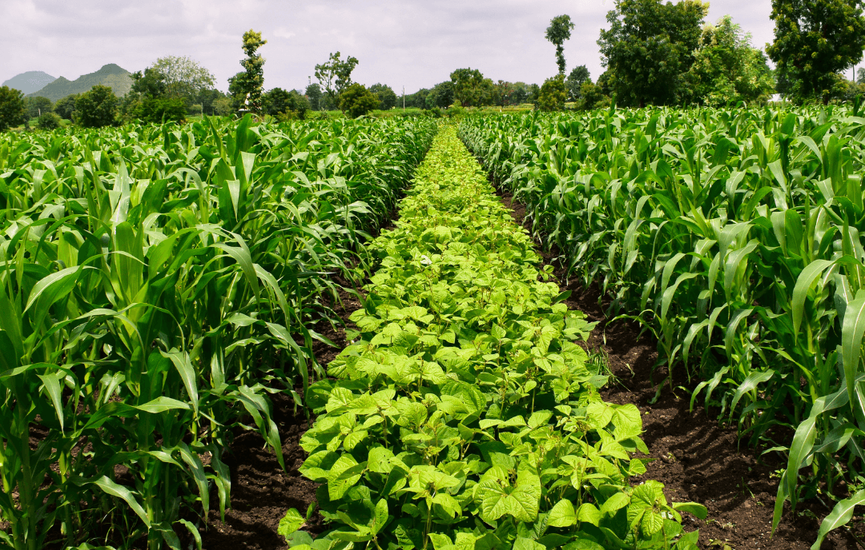 how_does_crop_rotation_control_pests