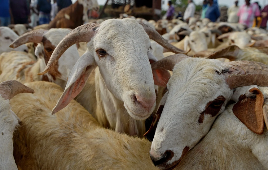 livestock-1