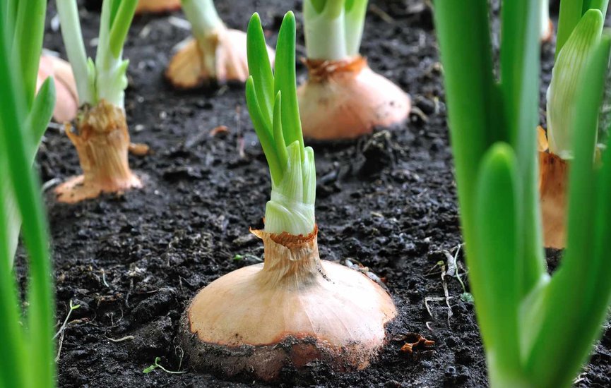 ms-dill-companion-plants-onion-7a4493d6aa6349959a4dc5f300411ef0