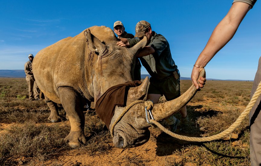 ngm_102016_mm8443_rhinos_006_slide-82d0b1f8b55c7af26f8702bfc5fed21bcc226c30