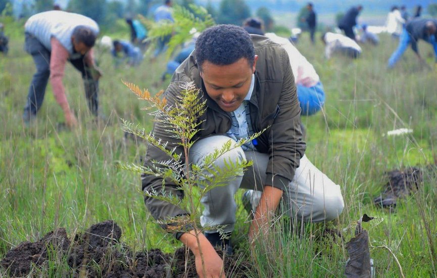 planting trees