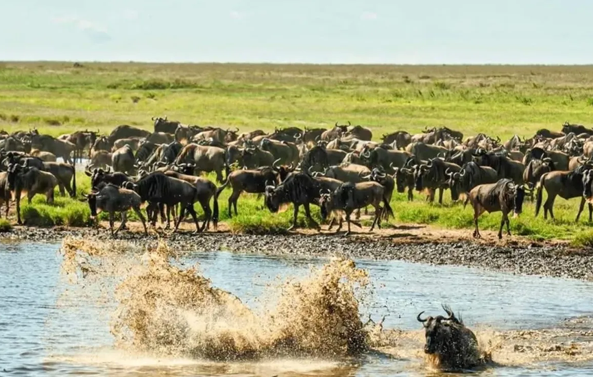 the-great-migration-in-Tanzania