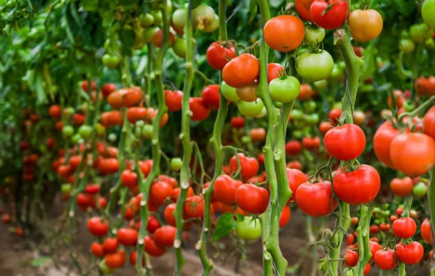 tttomato