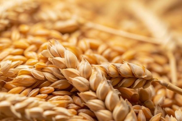wheat