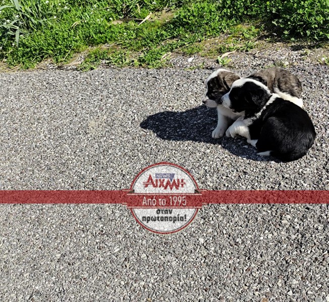 Μεσολόγγι: Πέταξαν κουτάβια σε αυλάκι - Τα έσωσε η Πυροσβεστική ΦΩΤΟ