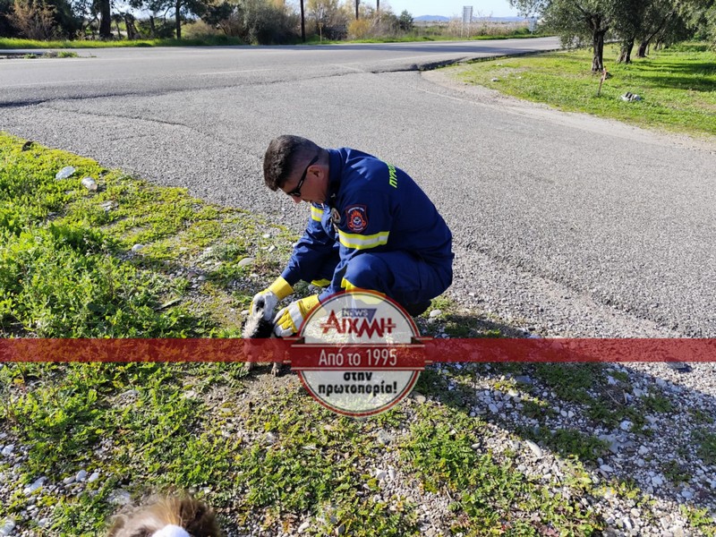Μεσολόγγι: Πέταξαν κουτάβια σε αυλάκι - Τα έσωσε η Πυροσβεστική ΦΩΤΟ
