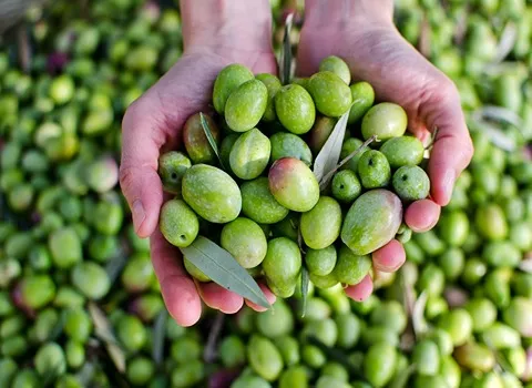 الزيتون في تونس؛ تعتبر احماض دهنية غير مشبعة طعمها مر نسبي olive