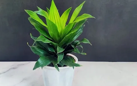 زهور الشقة صغيرة مع التفسيرات الكاملة والتعريف