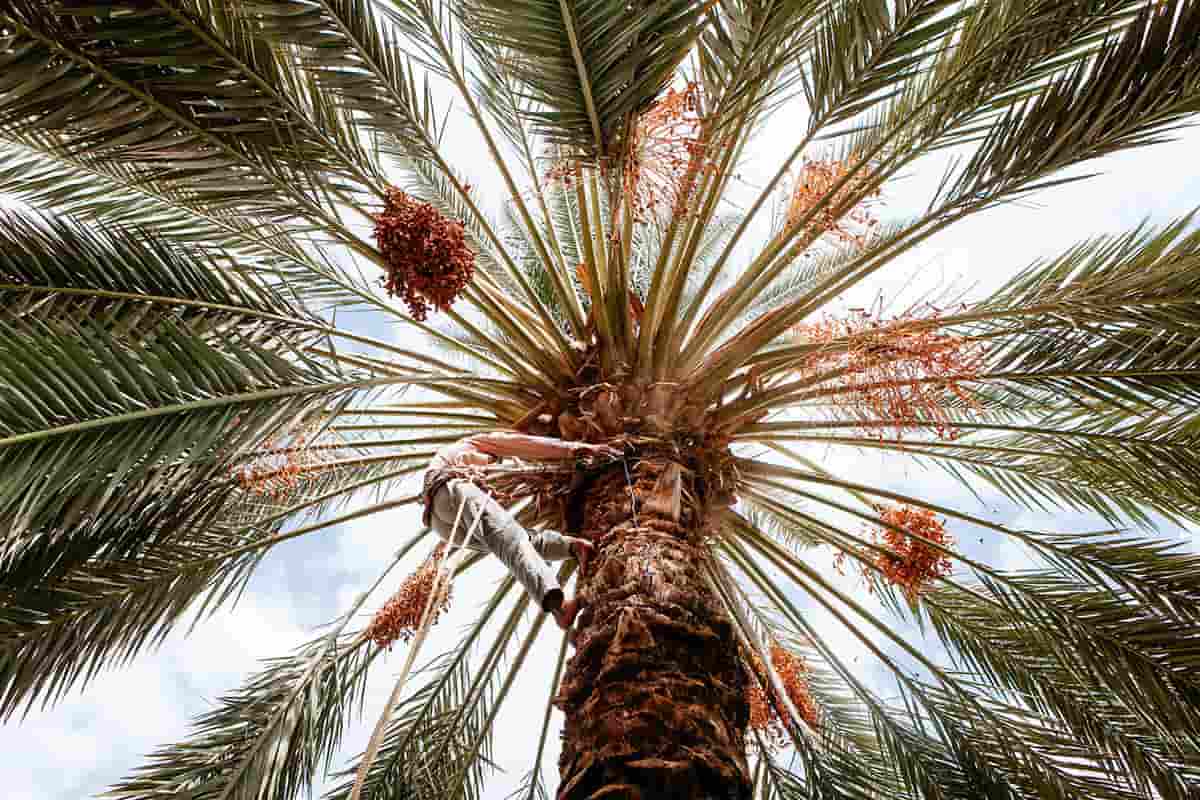 أين يوجد التمر