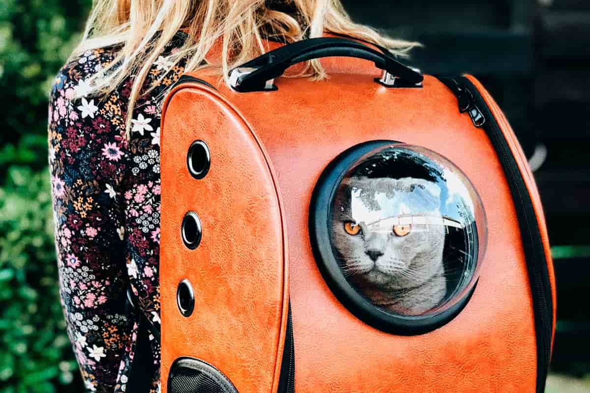 الحقيبة القطط في الجزائر؛ بلاستيك معدن قماش ذات حزام قابل للتعديل