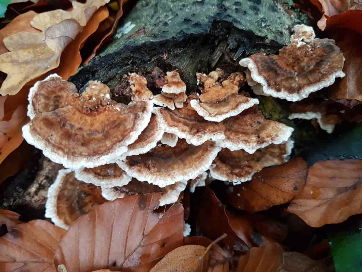 الفطر الريشي في اليمن؛ معالجة مرض السكري السرطان الكبد الدهني