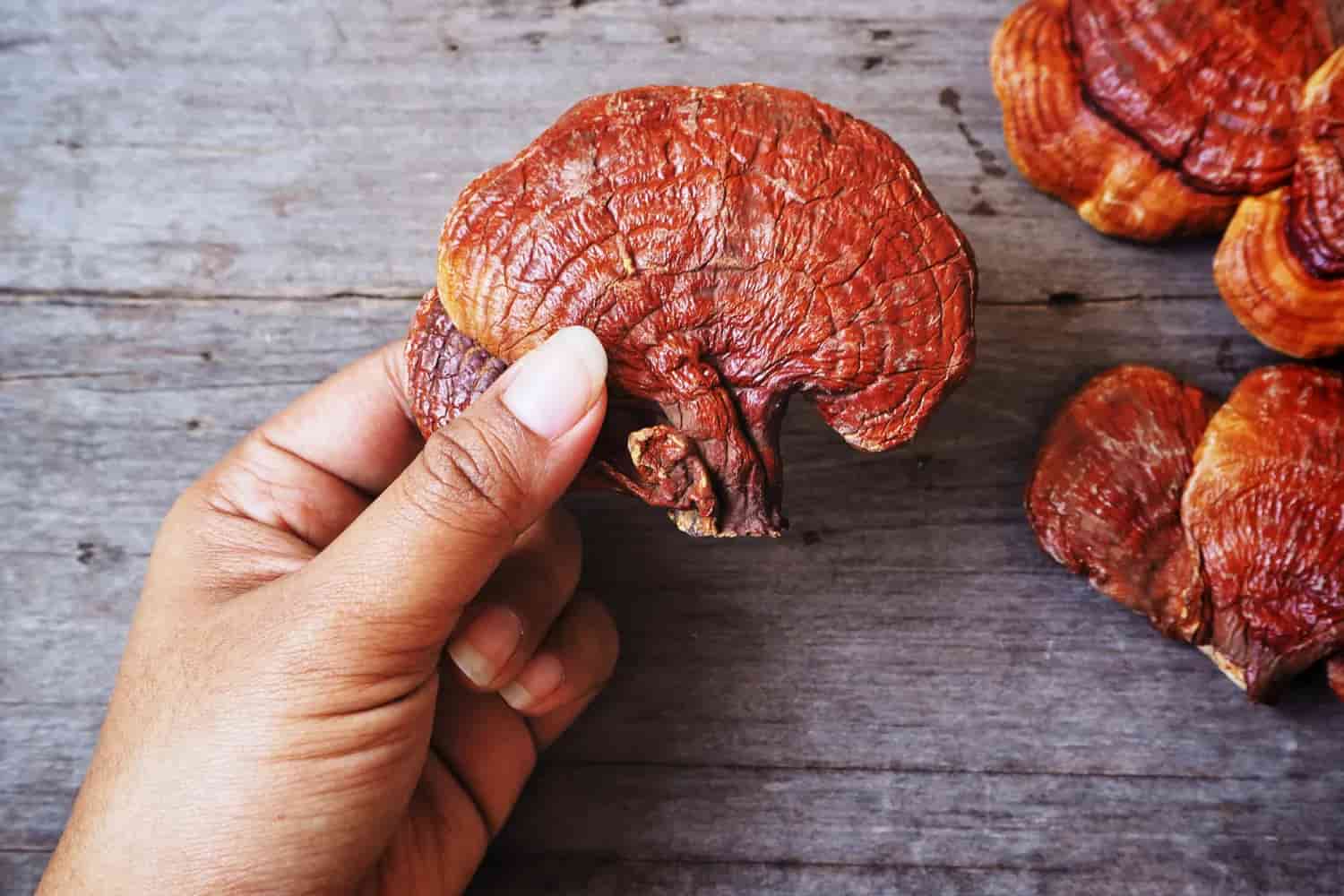 الفطر الريشي في مصر (الجانوديرما) أزرق أحمر أصفر China Japan