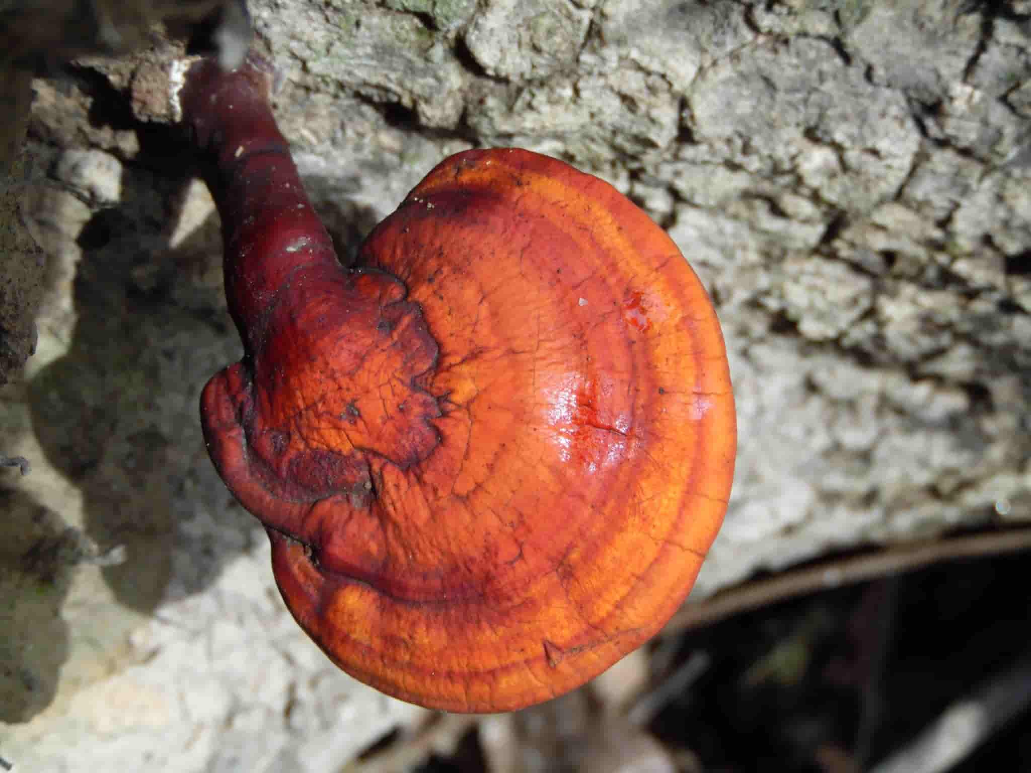 الفطر الريشي في سوريا؛ ملون بنقوش دائرية مضادة للأورام للالتهابات للأكسدة