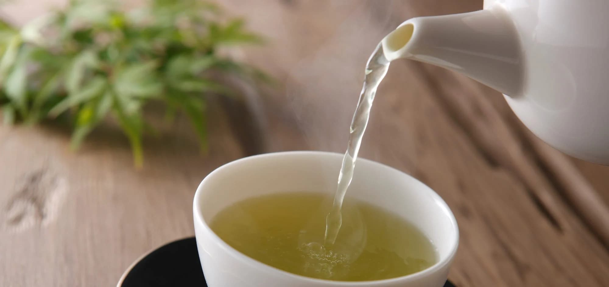 شاي الصين الاخضر؛ علاج الانفلاونزا خفض السكر المعدة East Asian