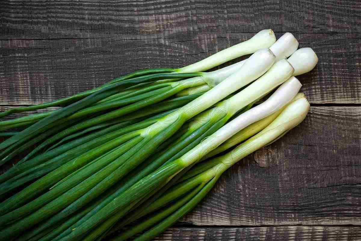 تصدير البصل الأخضر بأكياس كبيرة بأفضل أسعار