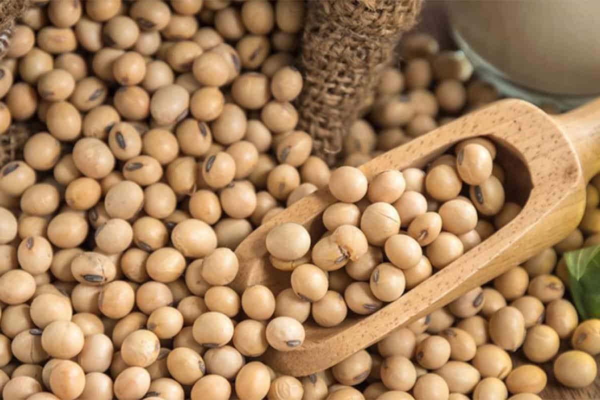 الصويا في السودان؛ ذرة صغيرة بيضاوية مرقط الصلصات المعكرونة الجبن حليب