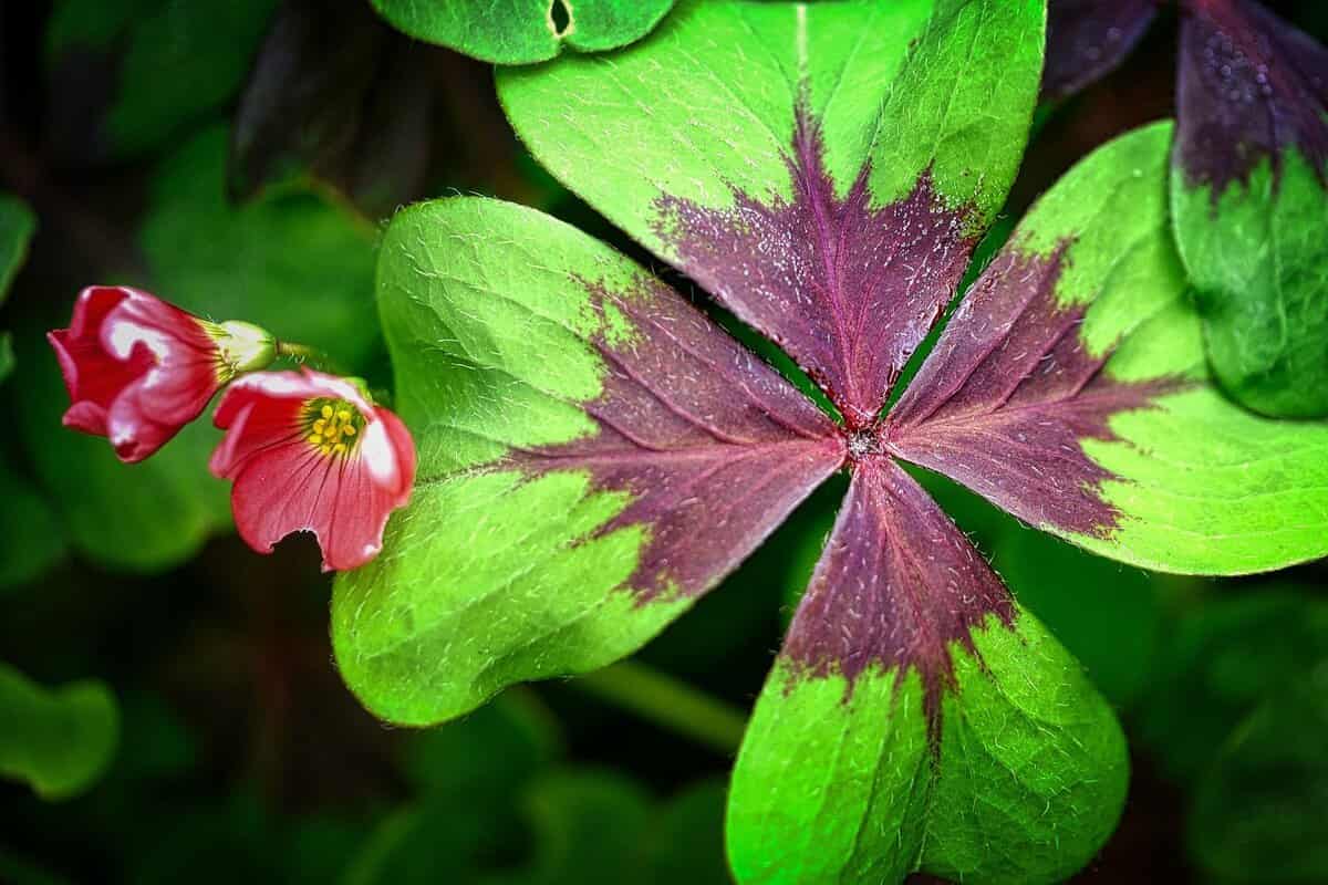 البرسيم في الامارات؛ أوراق خضراء زهور أرجوانية إطعام الحيوانات الكالسيوم protein