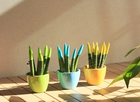 سعر الشراء بالجملة نبات صبار الاصابع رخيص ومعقول