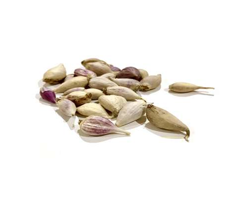 التعارف ثوم يمني من صفر إلى مائة أسعار الشراء بالجملة