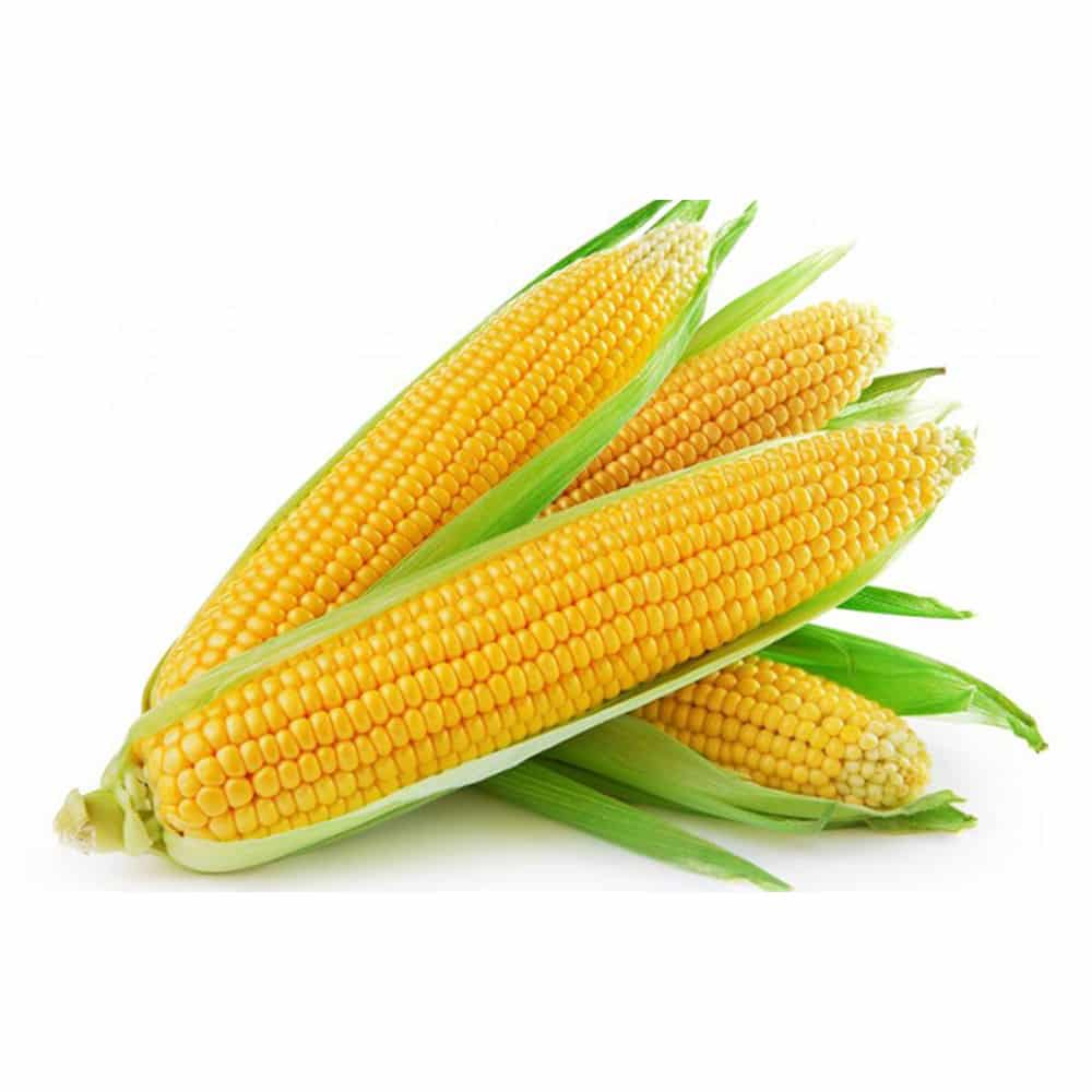 اسعار شراء وفوائد الذرة الصفراء للرجال والنساء والاطفال