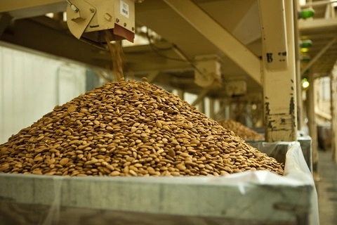 شراء كرتونة 10 كيلو من شجرة اللوز