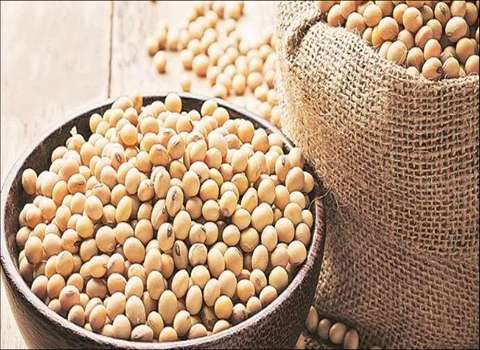 فول الصويا نوع من البقوليات الغنية بالبروتين
