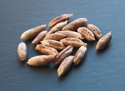 فوائد نواة التمر للشعر الأبيض الحقائق والتأثيرات المذهلة على الشعر