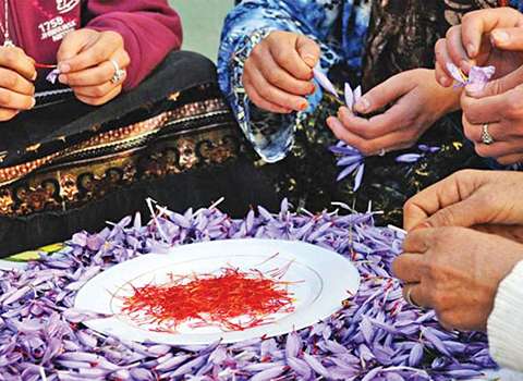 تمن الزعفران الحر في المغرب 2023 ماذا يجب أن تعرف؟