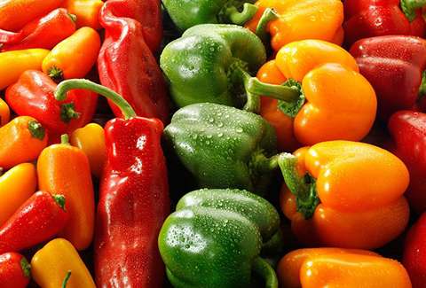 التعارف الفلفل الحلو من صفر إلى مائة أسعار الشراء بالجملة