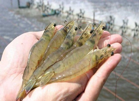 الجمبري الجامبو في مصر اليوم (روبيان) وردي شهي تقوية جهاز المناعة