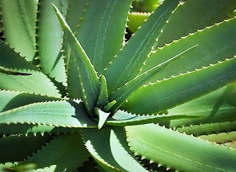 الشراء بالجملة نبات صبار كبير بأفضل الظروف