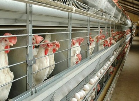 التعارف قفص تربية دواجن من صفر إلى مائة أسعار الشراء بالجملة