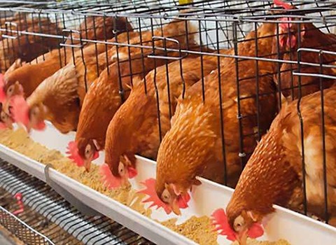 سعر الشراء بالجملة قفص دجاج الكويت رخيص ومعقو
