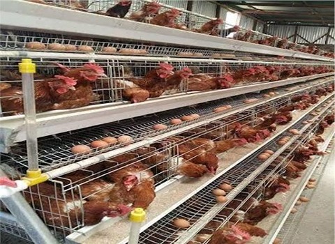 السعر والشراء قفص دجاج بياض بمواصفات كاملة